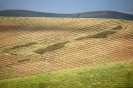 Terre Corleonesi 2007-2021-13