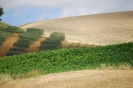 Terre Corleonesi 2007-2021-17