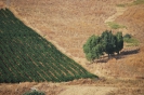 Terre Corleonesi 2007-2021-1