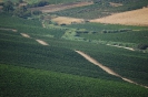 Terre Corleonesi 2007-2021-20