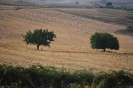 Terre Corleonesi 2007-2021-2