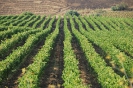Terre Corleonesi 2007-2021-4
